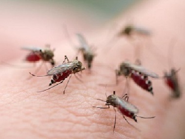 平洲四害消杀公司分享4个灭蚊蝇驱蚊蝇的实用小妙招