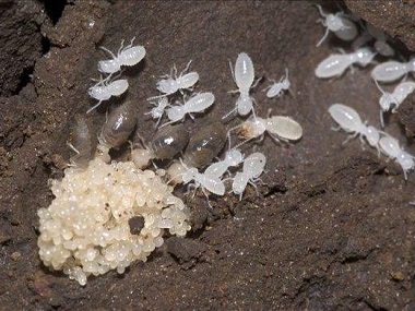 盐步防治白蚁公司怎样杀白蚁才能杀干净