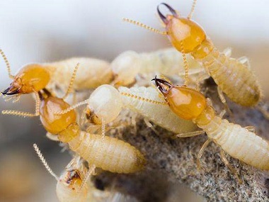 金沙杀灭白蚁公司白蚁的危害性为什么这么大