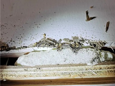 沙头防治白蚁告诉你白蚁分飞期是什么时候开始的