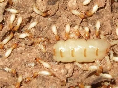 丹灶白蚁防治中心两种常用灭白蚁的有效方法