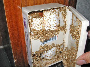 盐步白蚁预防公司家里的木制家具有白蚁怎么办