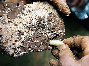 九江白蚁防治公司说一下白蚁蚁后是怎样产生的