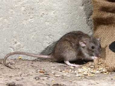 黄岐专业灭鼠公司8招驱鼠方法教你赶走家里的老鼠