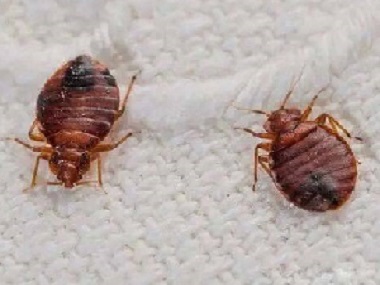 黄岐专业治臭虫有5种方法教你家里有臭虫怎样消灭它