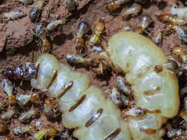 九江白蚁防治公司白蚁的寿命有多长，白蚁怎么繁殖