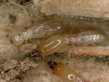 南海防治白蚁中心发现白蚁纷飞该如何做好白蚁防治工作