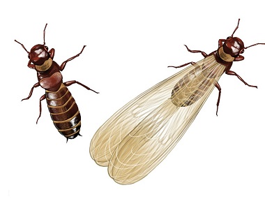 罗村专业灭治白蚁所——什么是飞蚁？
