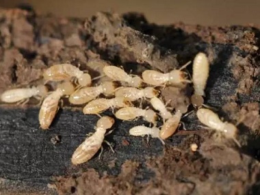 桂城白蚁消杀中心家庭室内防治白蚁的方法