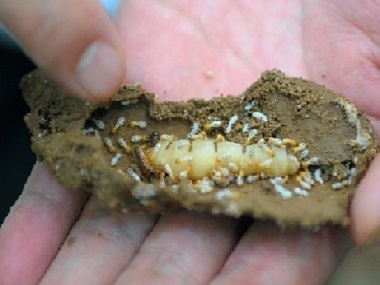西樵专业白蚁消杀所预防白蚁和管理白蚁的方法有哪些