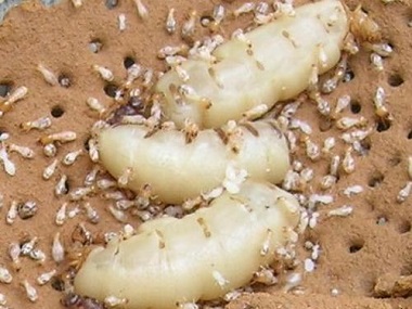 平洲预防白蚁中心家中发现白蚁，必须及时消灭