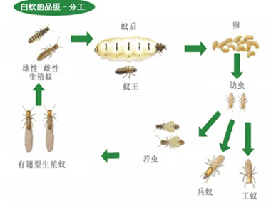 大沥白蚁防治公司——白蚁的蚁后是怎么产生的