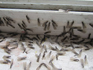 南海白蚁备案站——白蚁都有哪些危害？