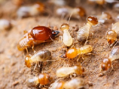 九江预防白蚁公司家庭白蚁防治的简单方法