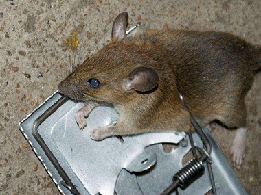 狮山杀虫灭鼠机构防止老鼠进入室内的方法
