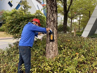 松岗验收白蚁公司香樟树上的白蚁怎么防治