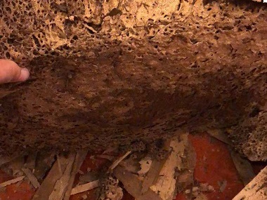 狮山白蚁预防站：怎么确定家里有没有白蚁窝