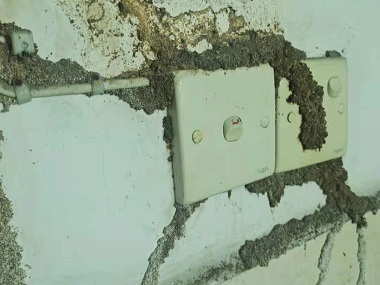丹灶白蚁防控中心房屋建筑如何灭治白蚁危害