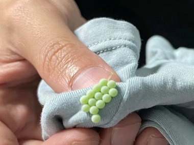 佛山专业杀虫机构家里发现臭虫怎么消灭