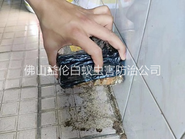 狮山诱杀白蚁危害工程